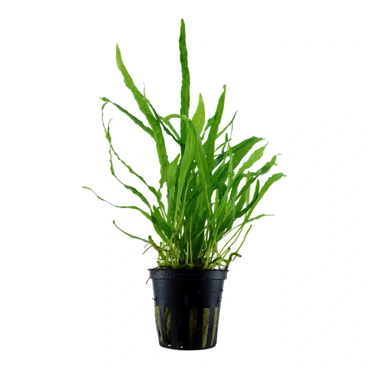 Tropica Akvarieplante i potte Microsorum pteropus Narrow